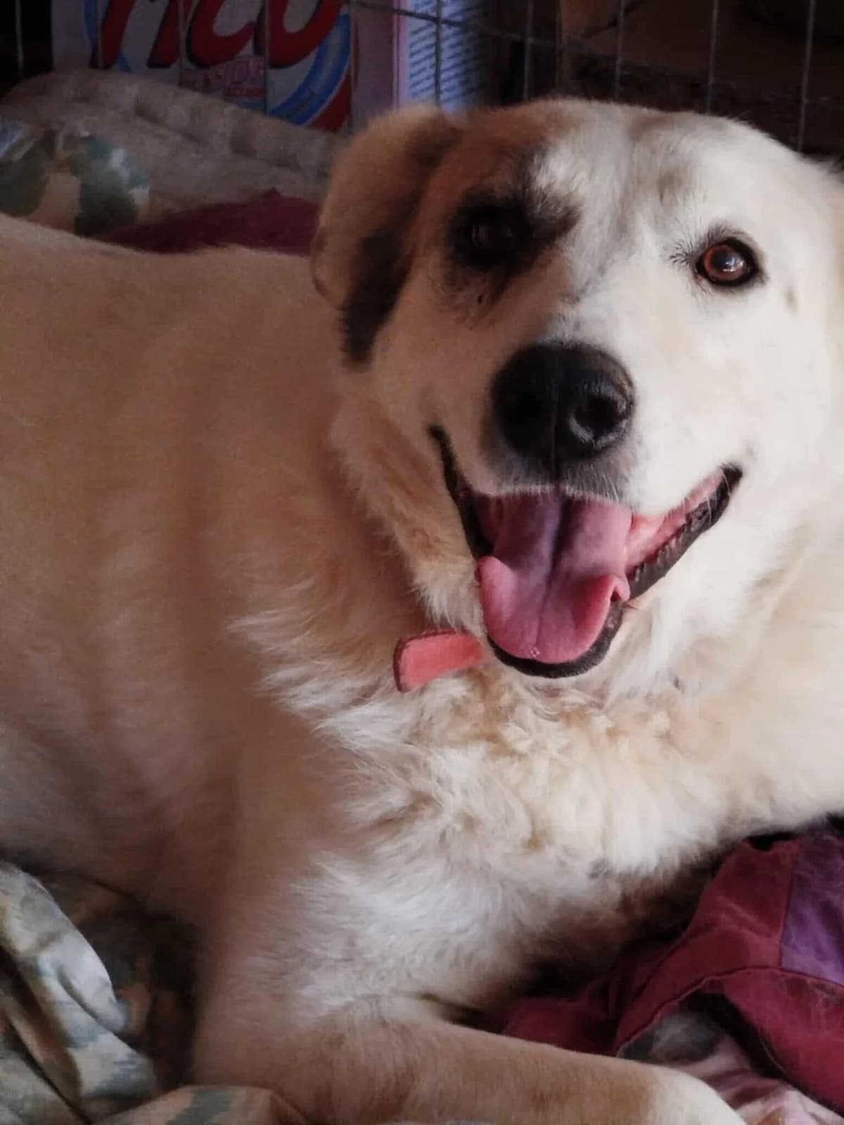Smiley 2, female Mixed Breed for adoption at Tierschutzverein R.u.f.a. E.v.