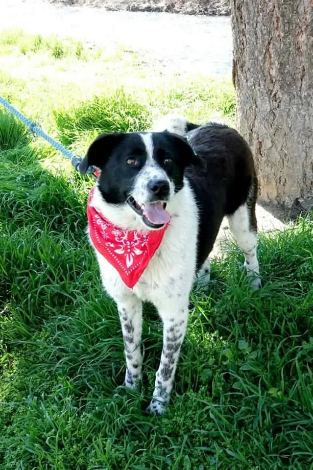 Darina –, female Mixed Breed for adoption at Tierschutzverein R.u.f.a. E.v.