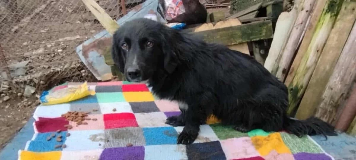 Danny –, male Mixed Breed for adoption at Tierschutzverein R.u.f.a. E.v.