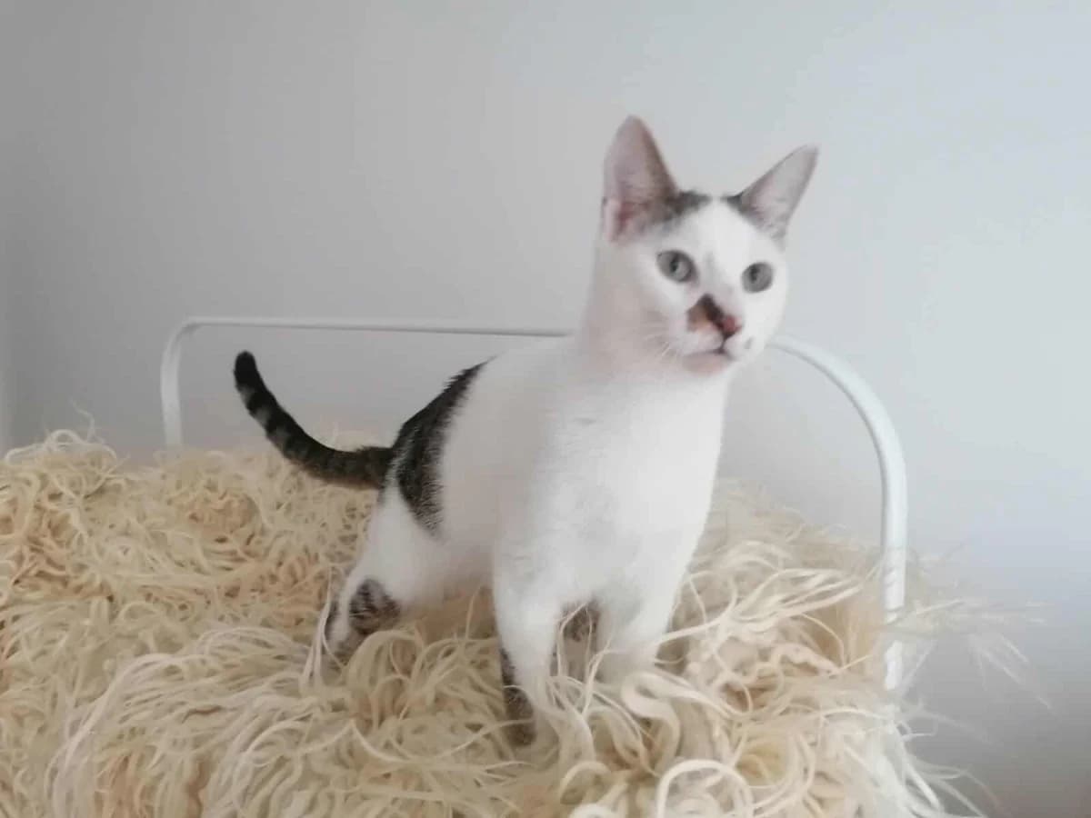 Burty, male Mixed Breed for adoption at Tierschutzverein R.u.f.a. E.v.