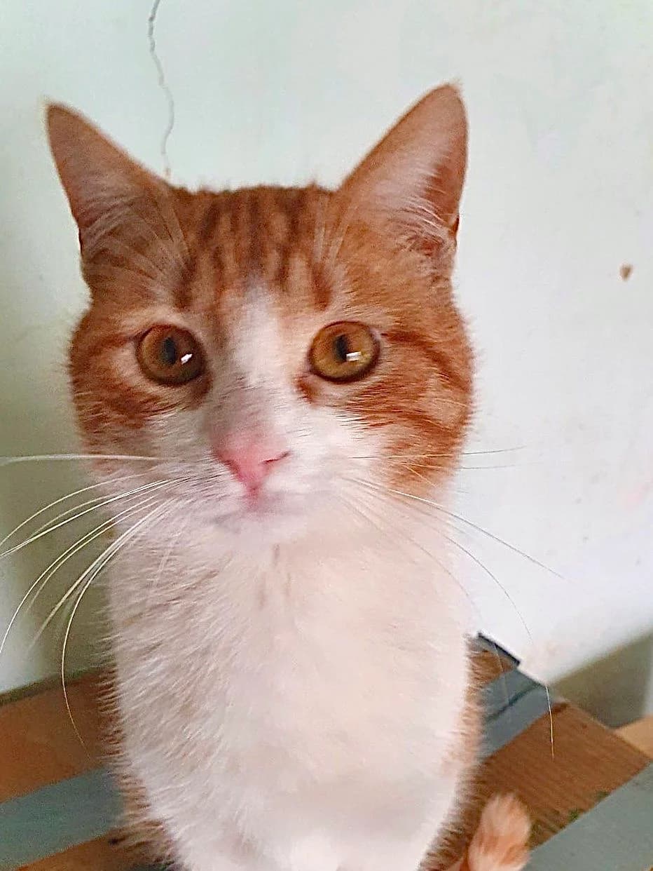Doby, male Mixed Breed for adoption at Tierschutzverein R.u.f.a. E.v.