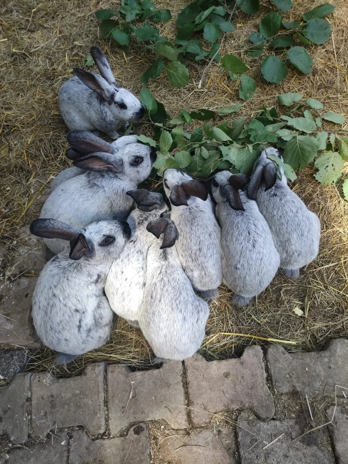 19 Kaninchen, silber male young Mixed Breed for adoption at Tierschutzverein Radeberg, Radeberg