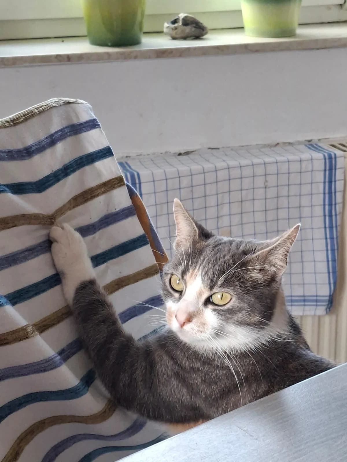 004/25 Filly, female young Mixed Breed for adoption at Tierschutzverein Radeberg, Radeberg
