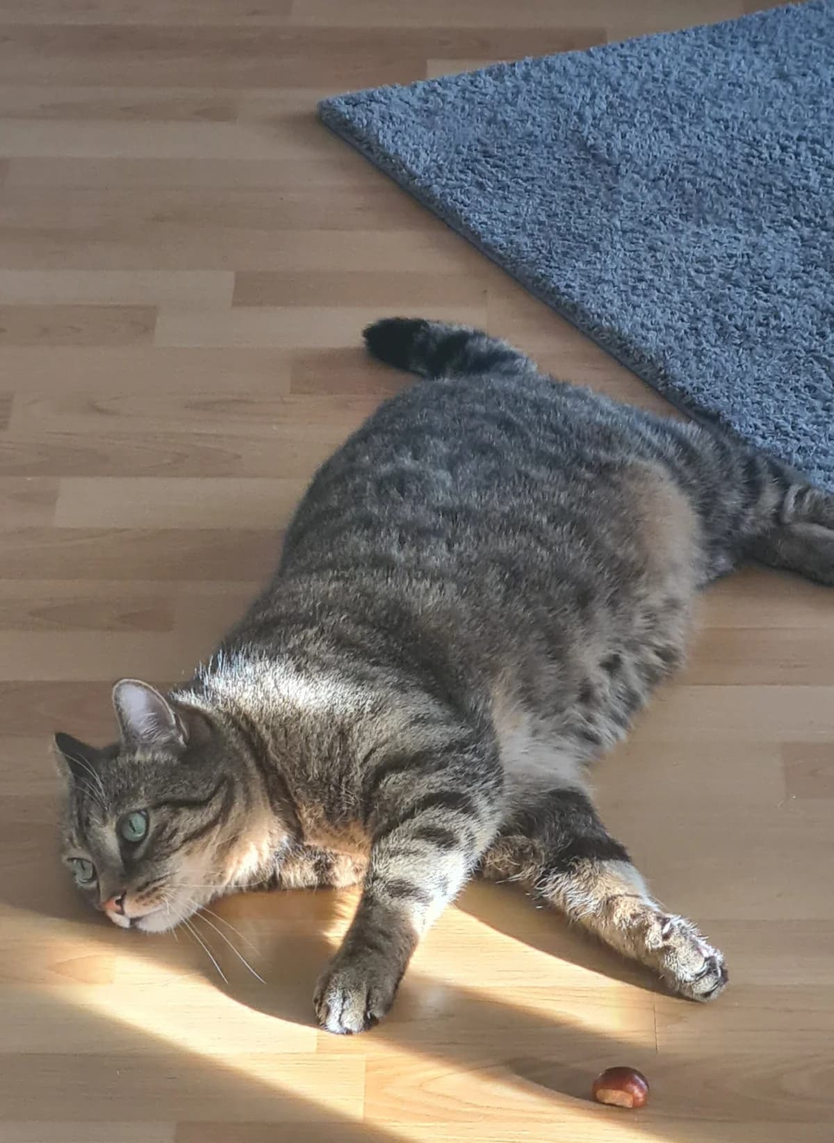 | Felix, male senior Mixed Breed for adoption at Tierschutzverein Radeberg, Radeberg