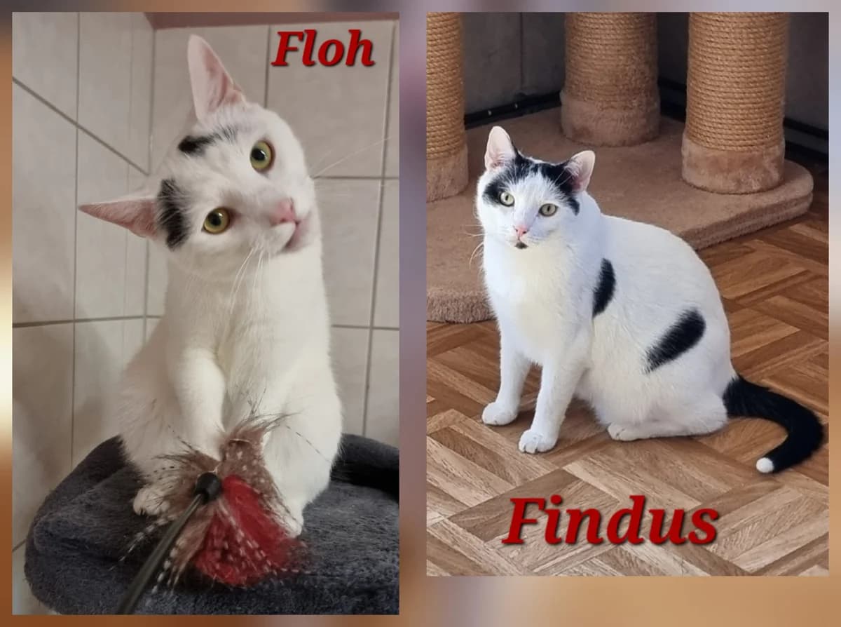 K031/26 Floh K032/26 Findus, male 3yo Mixed Breed for adoption at Tierschutzverein Radeberg, Radeberg