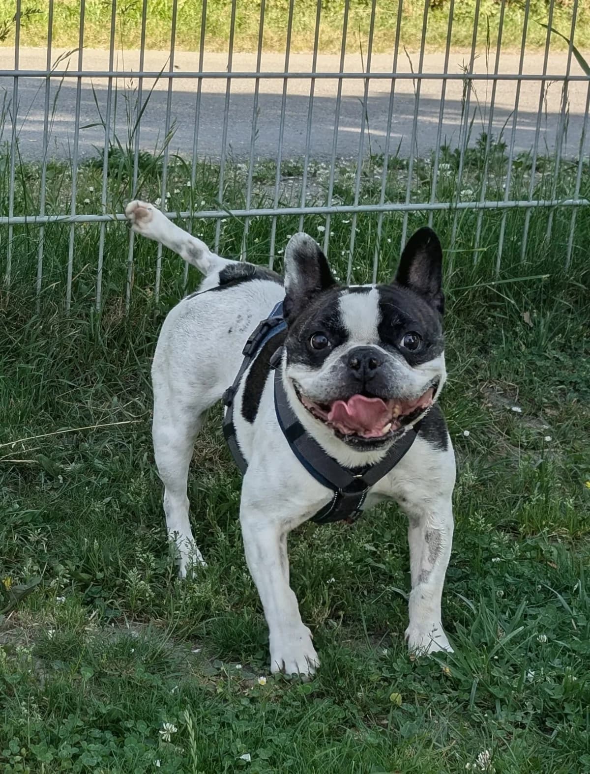 ARCHIE, male 6yo French Bulldog for adoption at Tierschutzverein Radolfzell