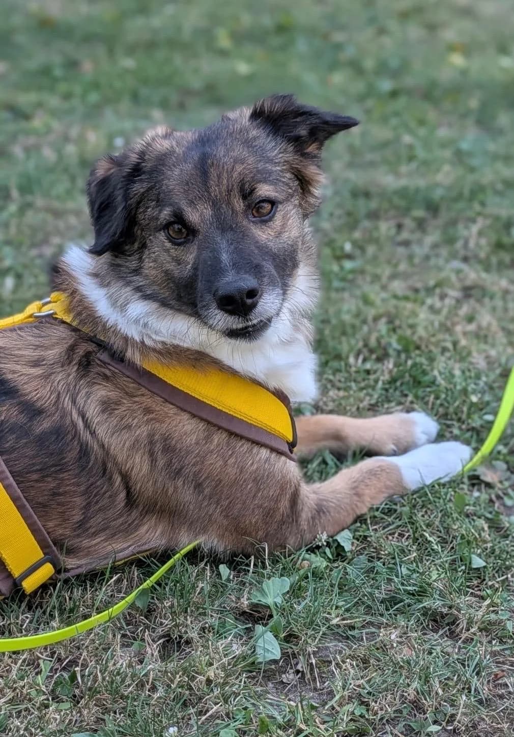 BALU, male Mixed Breed for adoption at Tierschutzverein Radolfzell
