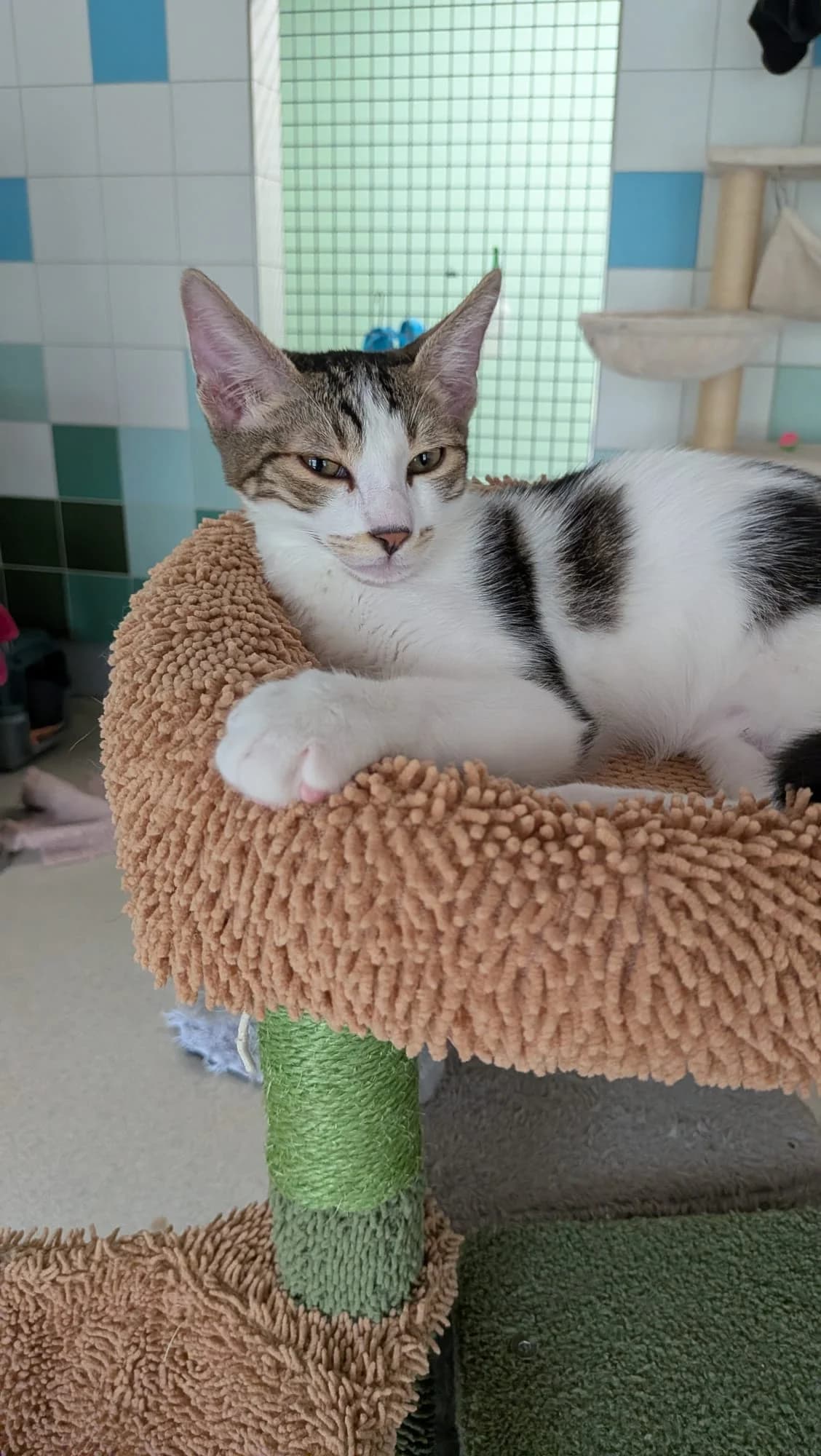 Huckleberry, male European Shorthair for adoption at Tierschutzverein Radolfzell
