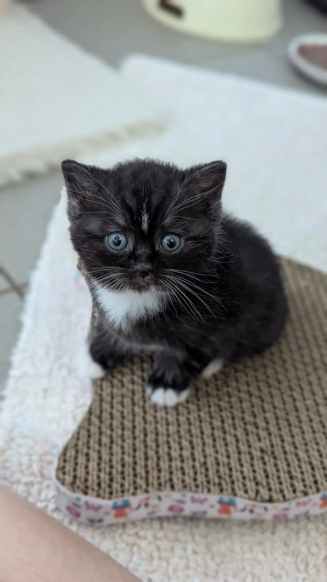 Iroh und Aang, male European Shorthair for adoption at Tierschutzverein Radolfzell