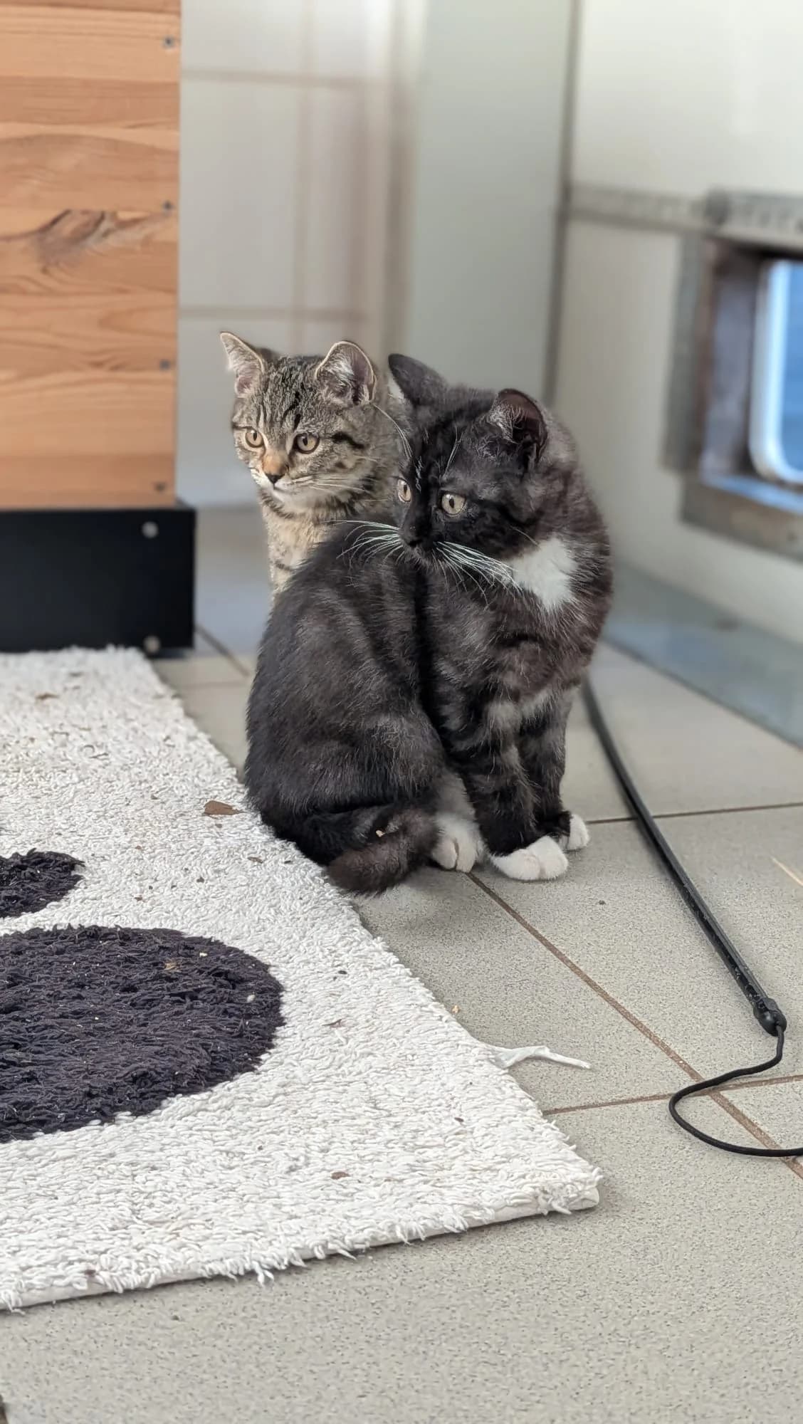 Iroh und Aang (reserviert), male European Shorthair for adoption at Tierschutzverein Radolfzell