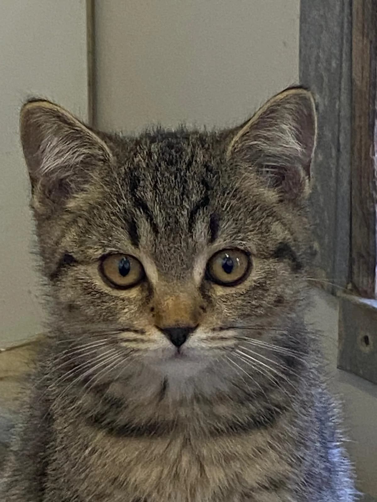 Jasper und Bruno, male European Shorthair for adoption at Tierschutzverein Radolfzell