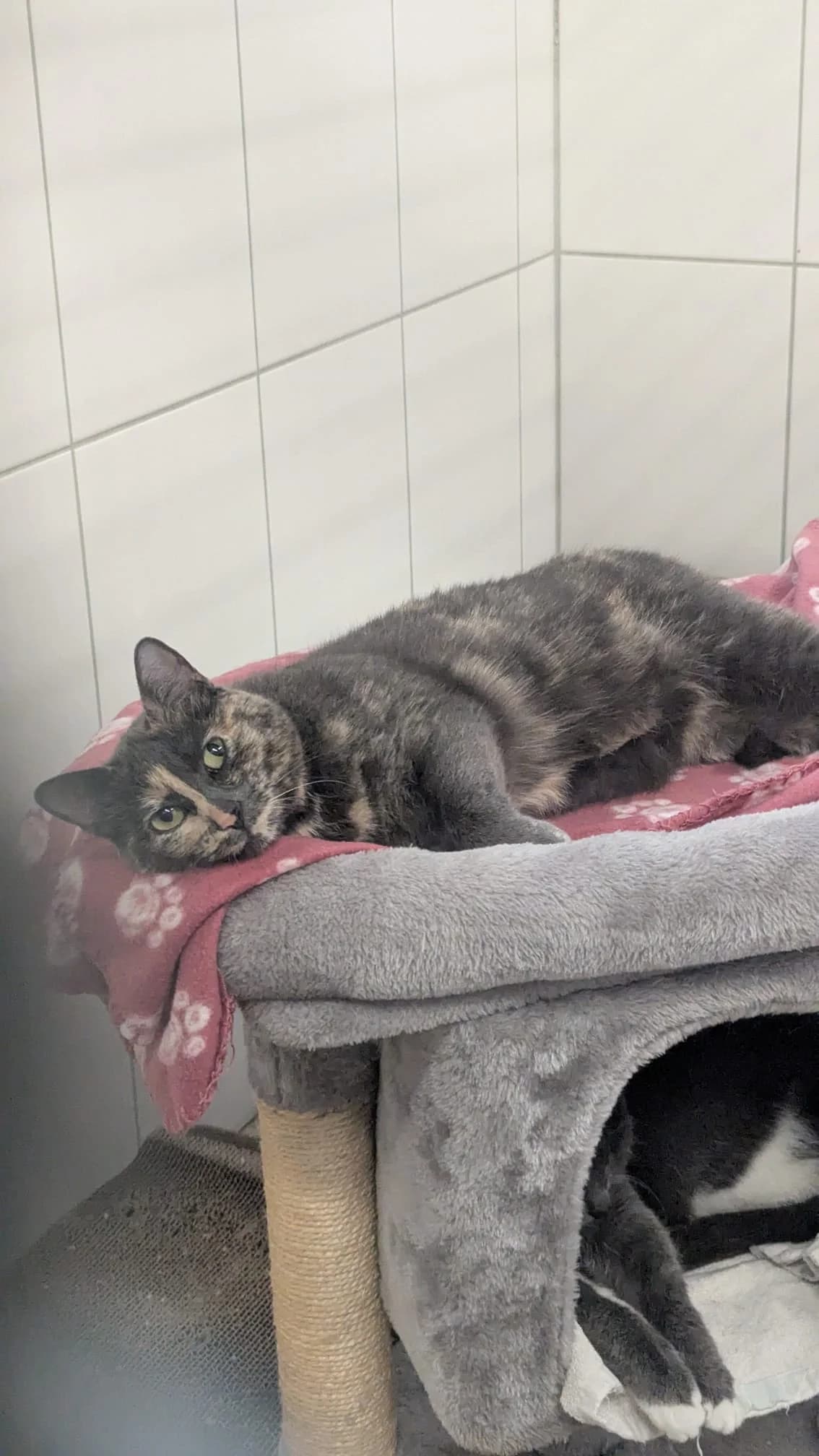 Jasper und Bruno, male European Shorthair for adoption at Tierschutzverein Radolfzell