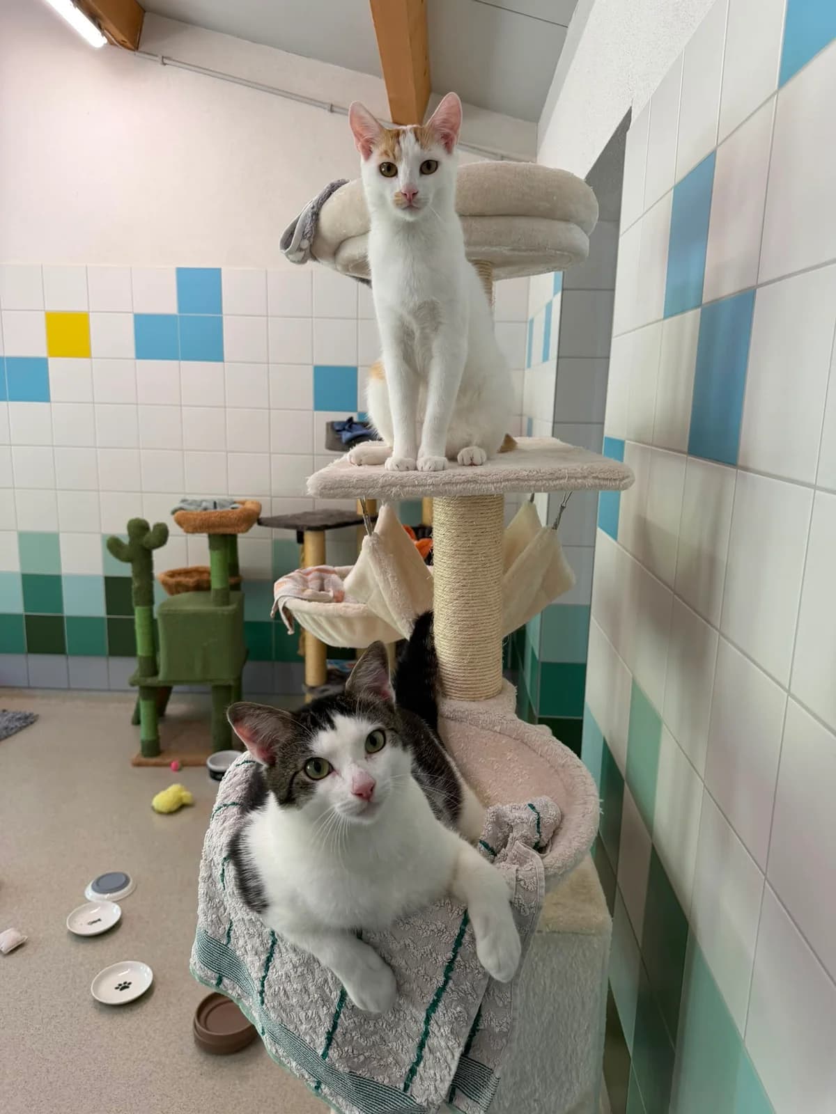 Jasper und Bruno (reserviert), male European Shorthair for adoption at Tierschutzverein Radolfzell