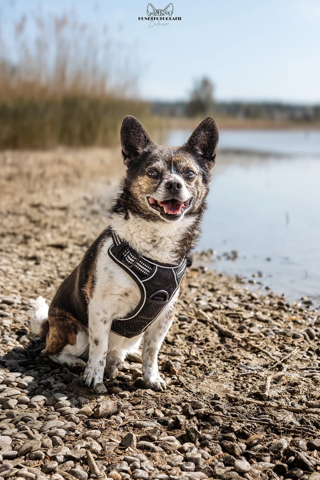 JIMMY (reserviert), male senior Mixed Breed for adoption at Tierschutzverein Radolfzell