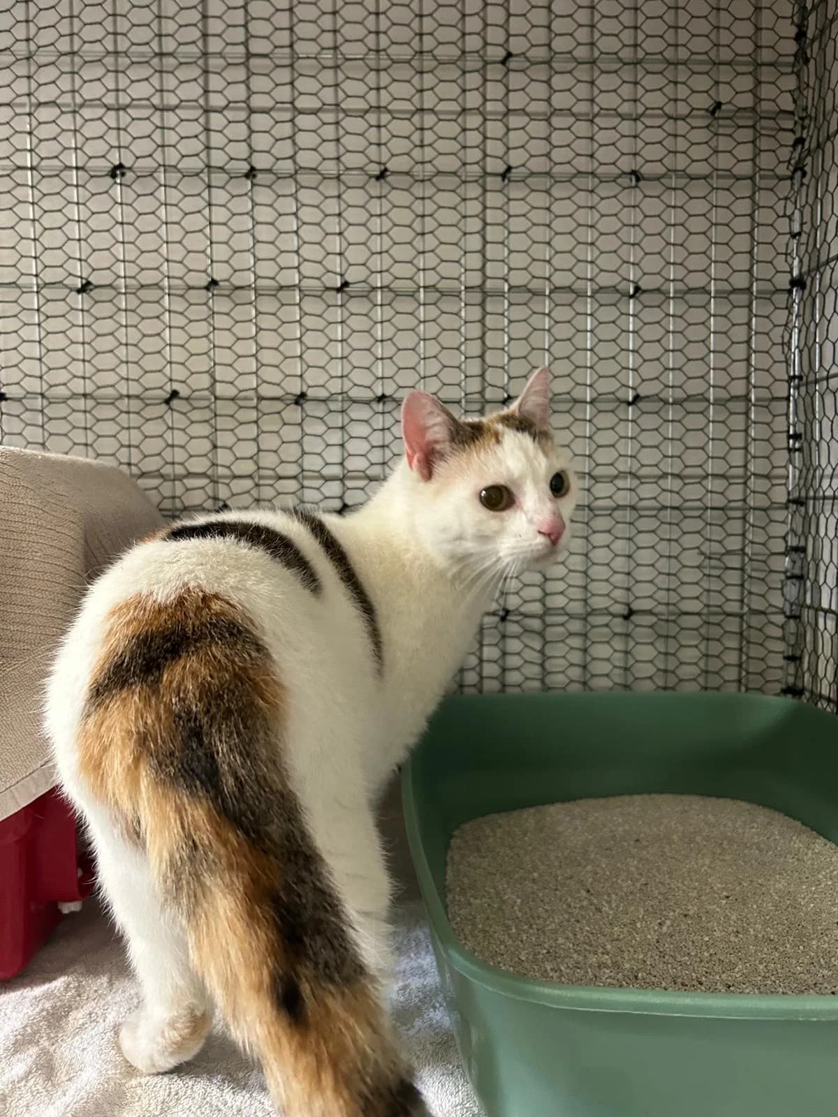 Liesel, female European Shorthair for adoption at Tierschutzverein Radolfzell