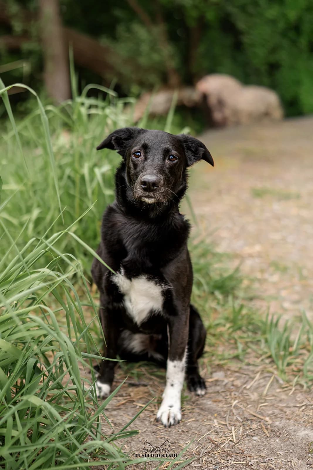LILOU, female 6yo Mixed Breed for adoption at Tierschutzverein Radolfzell