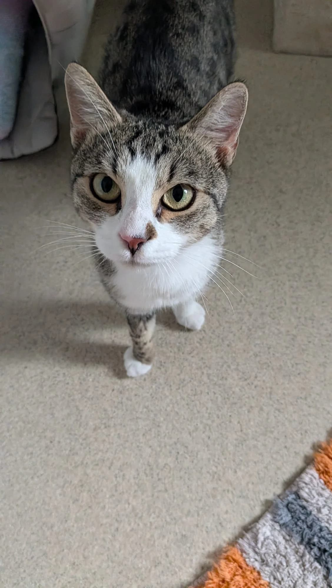 Lotta, female European Shorthair for adoption at Tierschutzverein Radolfzell