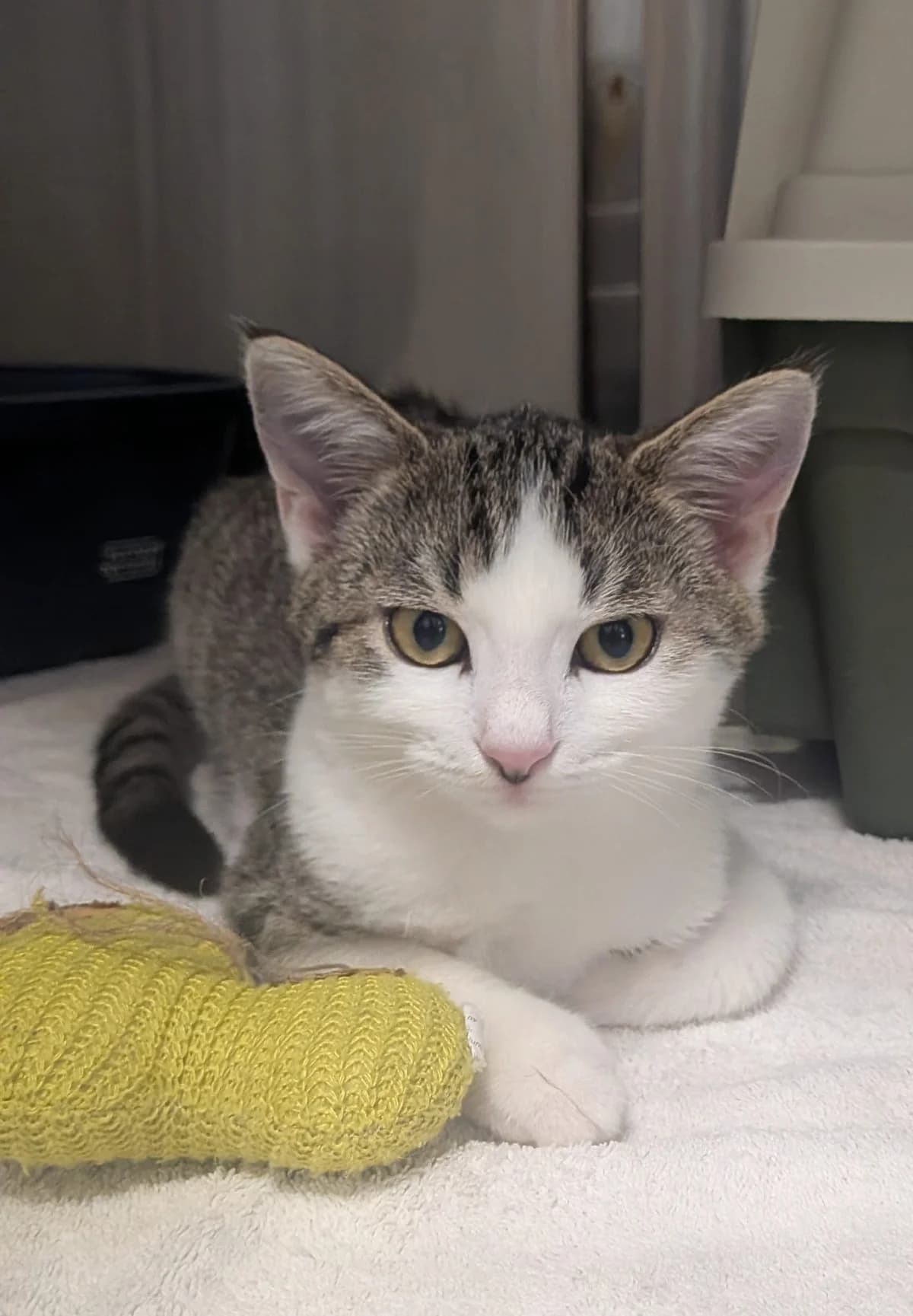 Lotta, female European Shorthair for adoption at Tierschutzverein Radolfzell