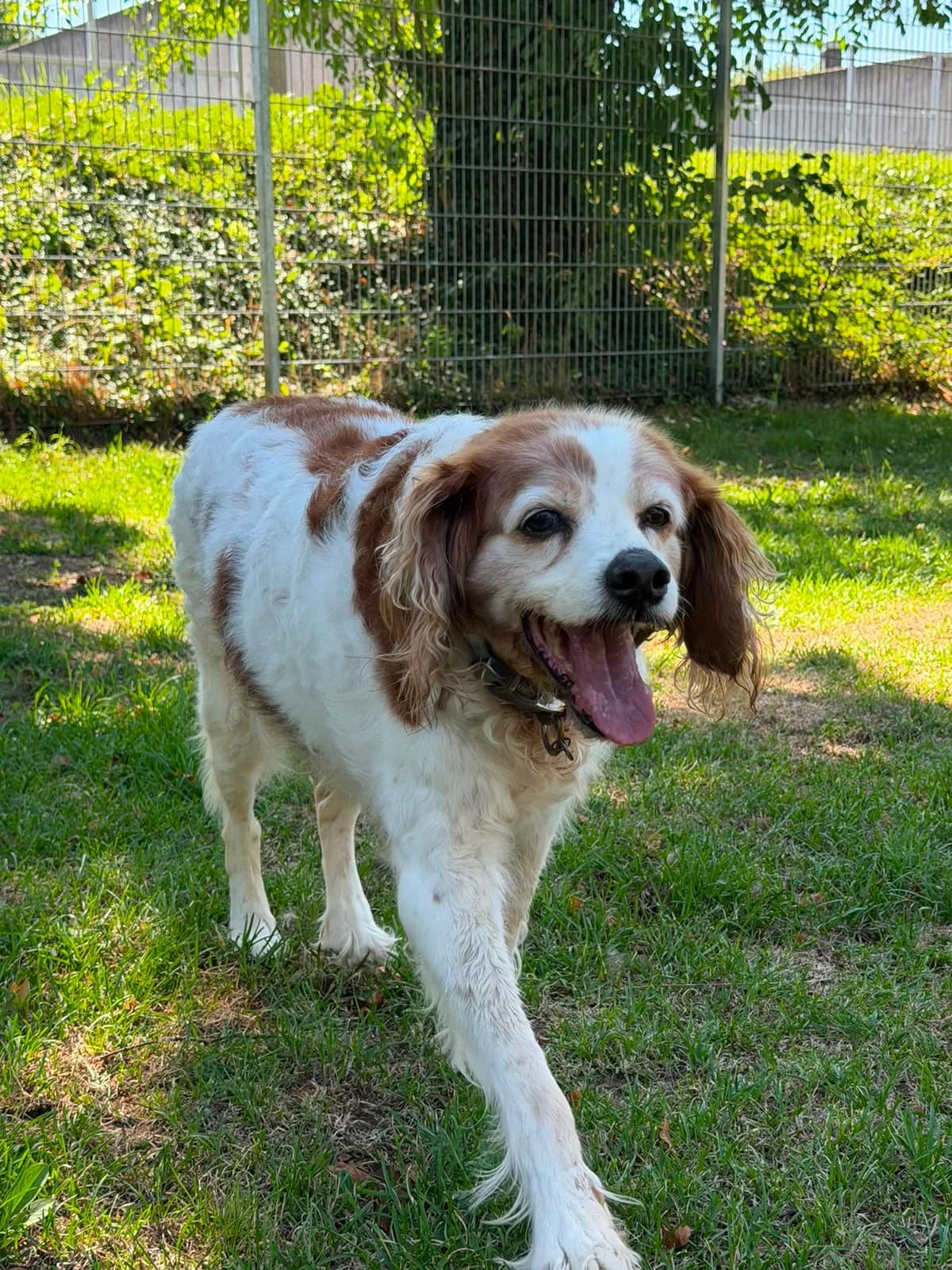 Lucy, female senior Mixed Breed for adoption at Tierschutzverein Radolfzell