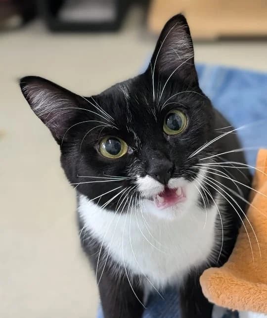 Mel, female European Shorthair for adoption at Tierschutzverein Radolfzell