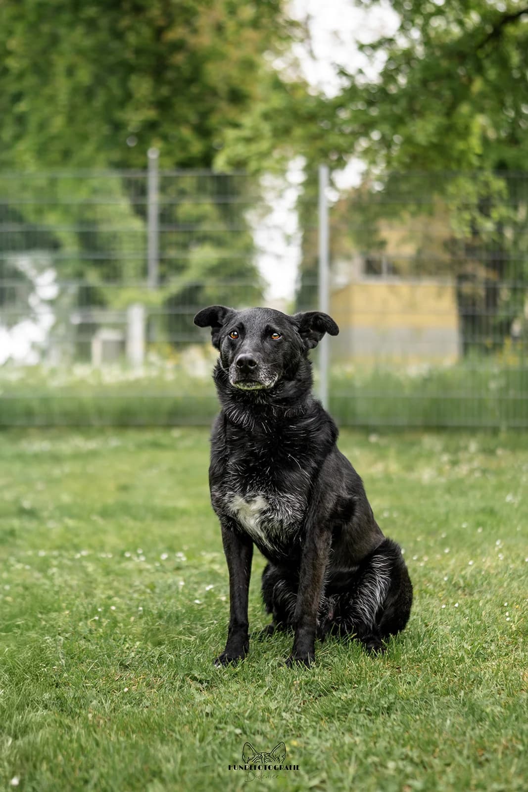 MERLIN (reserviert), male senior Mixed Breed for adoption at Tierschutzverein Radolfzell