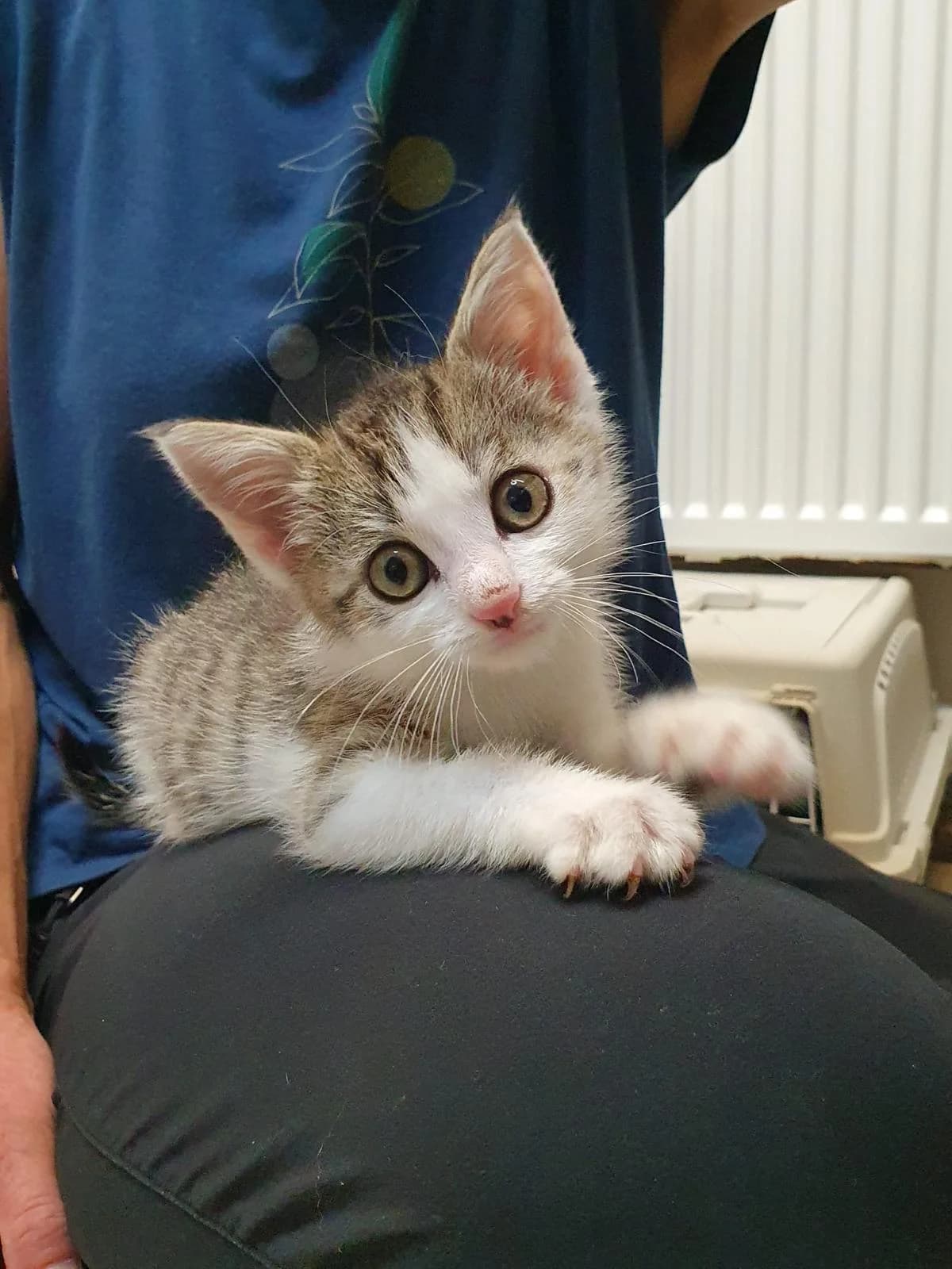 Milan und Milo, female puppy European Shorthair for adoption at Tierschutzverein Radolfzell