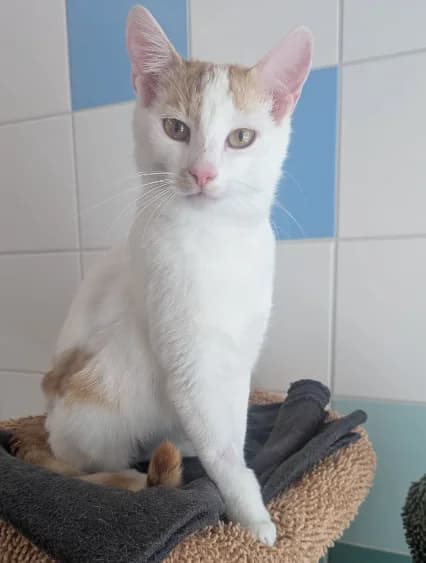 Mokka (reserviert), female puppy European Shorthair for adoption at Tierschutzverein Radolfzell