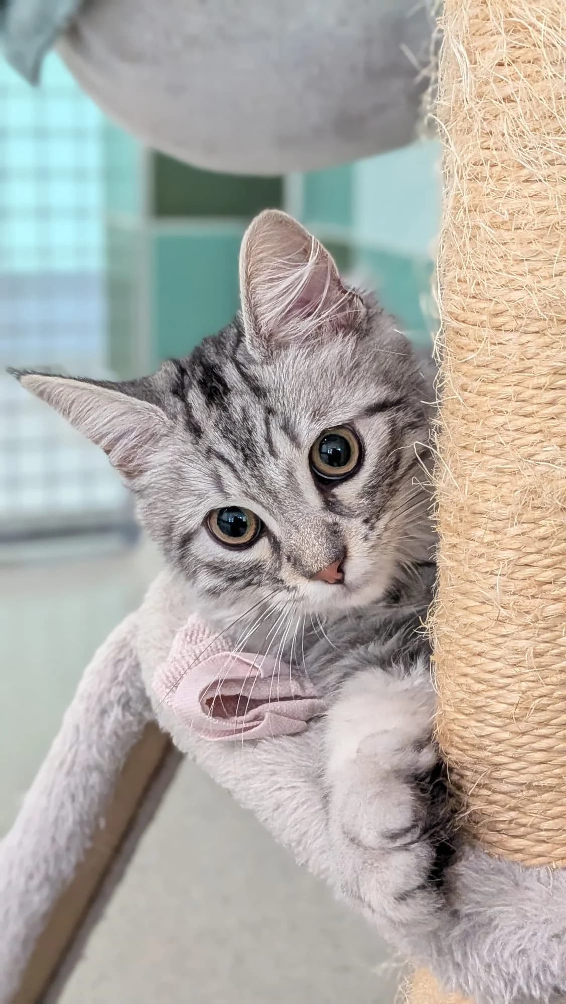 Nori, male European Shorthair for adoption at Tierschutzverein Radolfzell