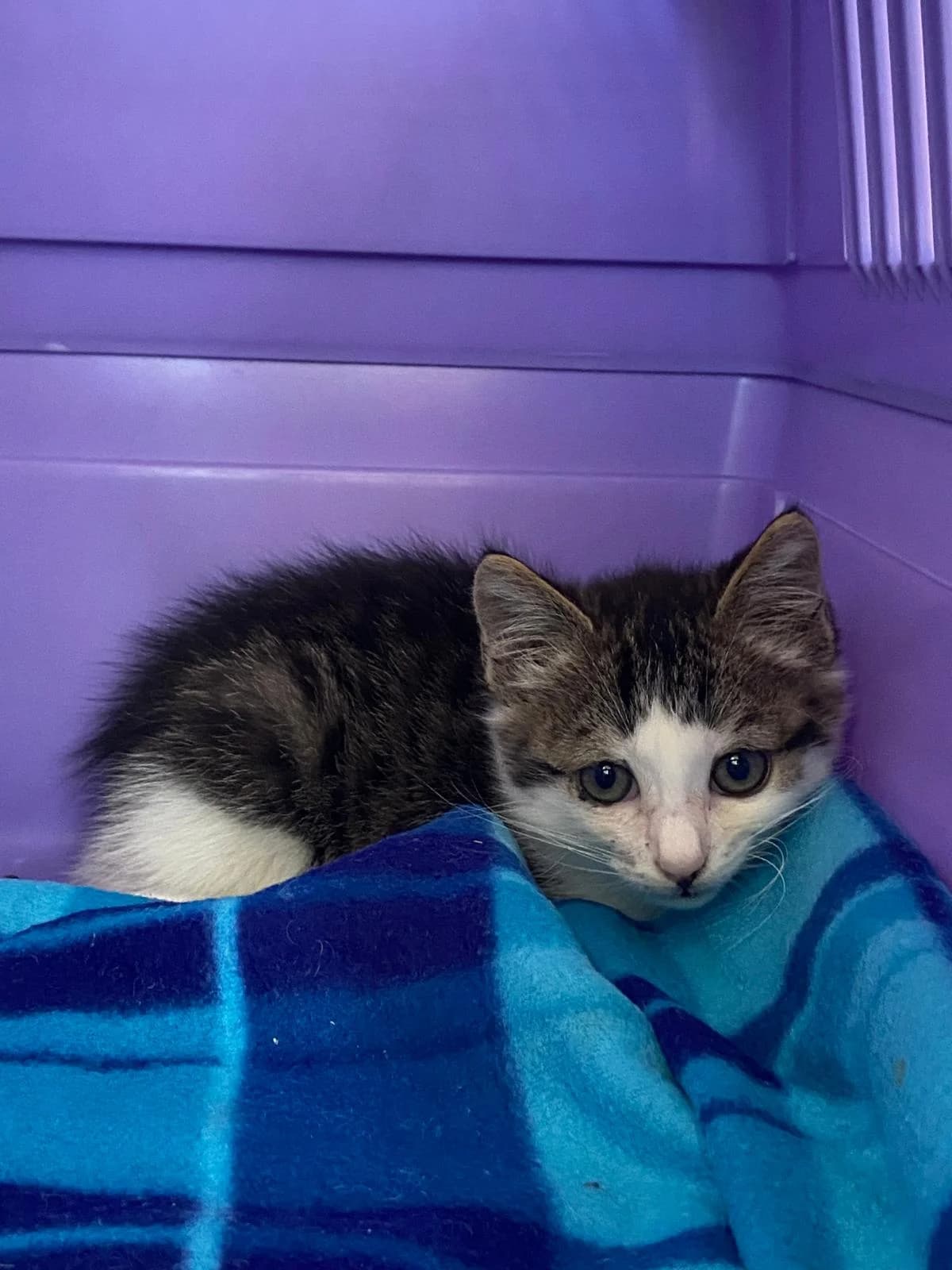 Oskar, male puppy European Shorthair for adoption at Tierschutzverein Radolfzell
