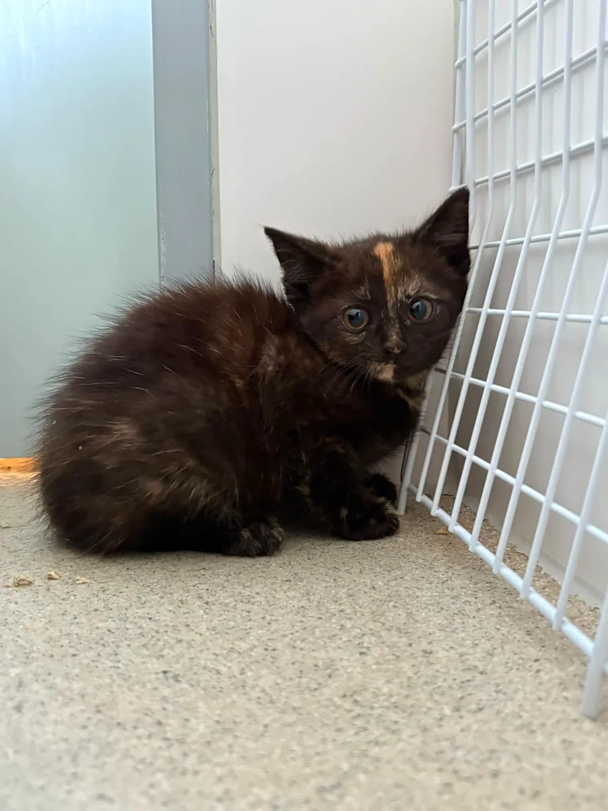 (reserviert) Liesel, female European Shorthair for adoption at Tierschutzverein Radolfzell