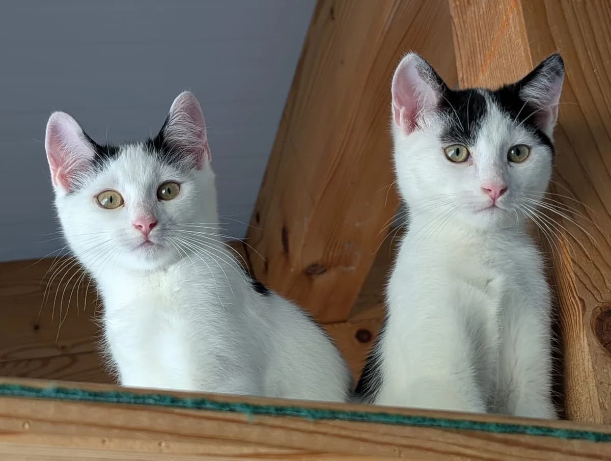 (reserviert) Max und Moritz, male European Shorthair for adoption at Tierschutzverein Radolfzell