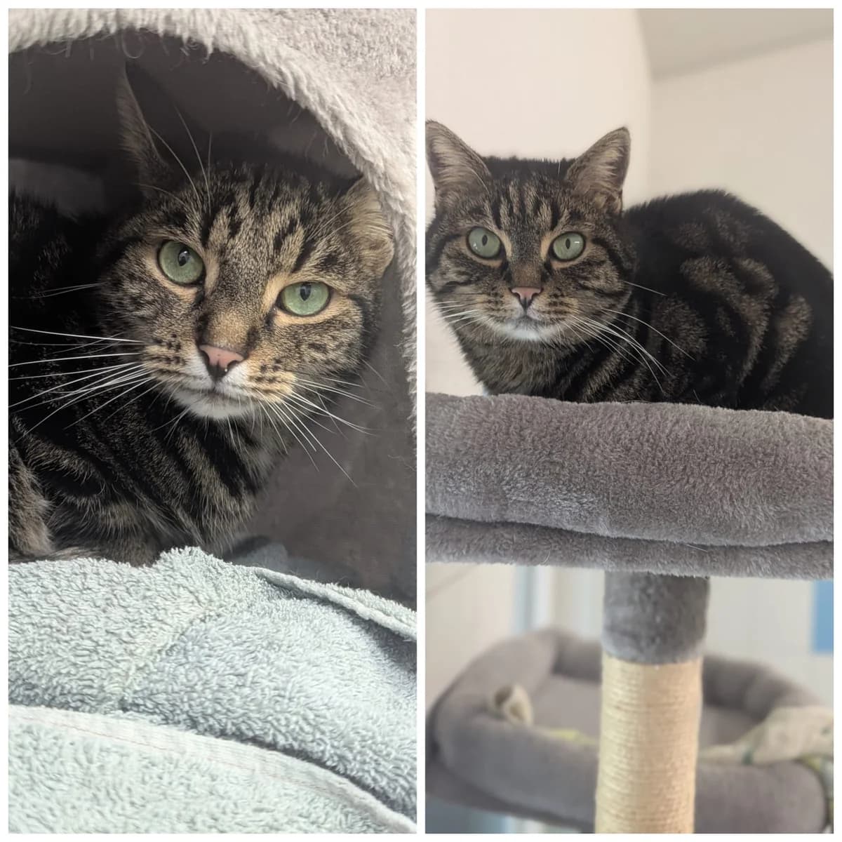 Thor und Loki (reserviert), male European Shorthair for adoption at Tierschutzverein Radolfzell