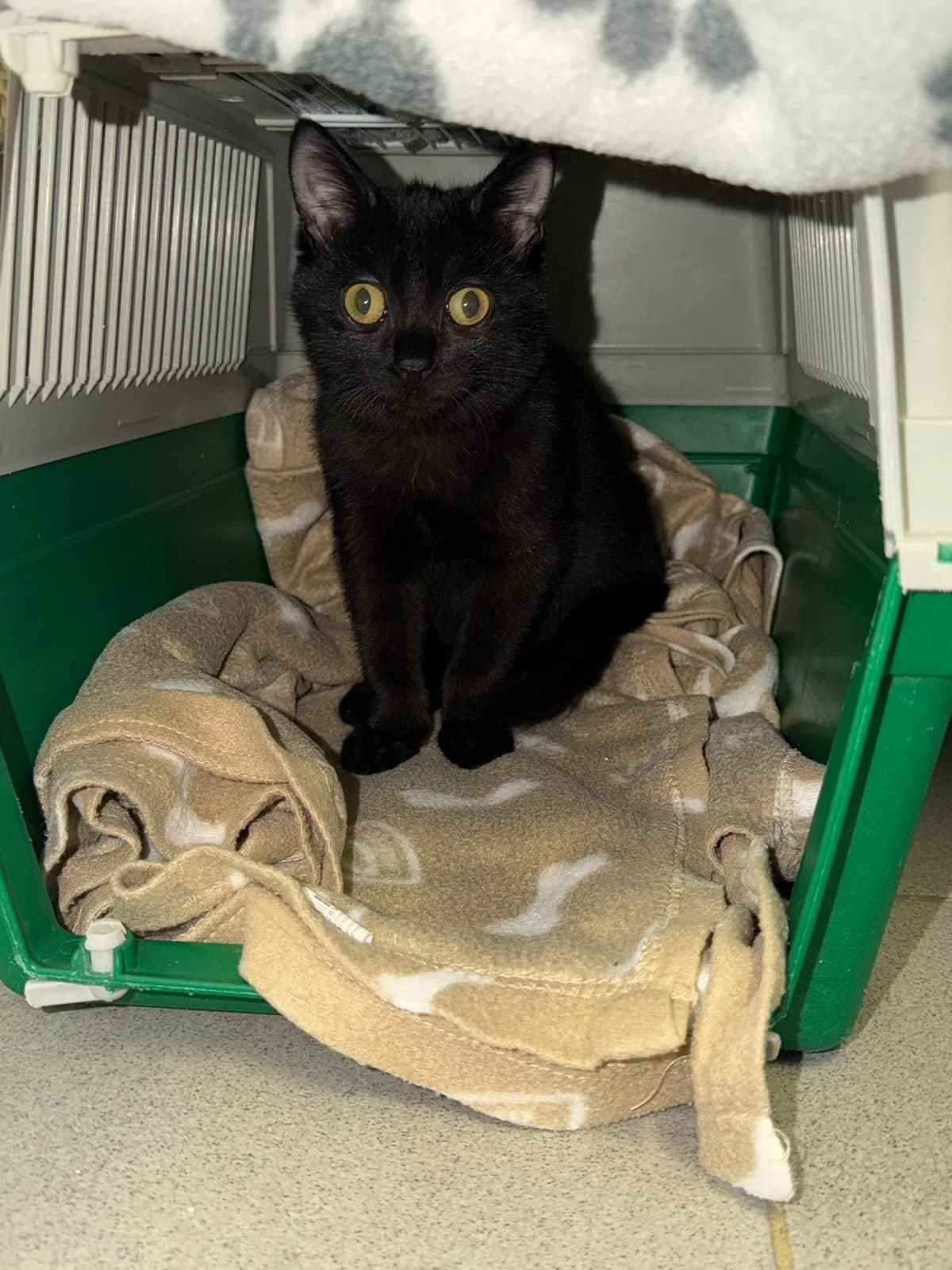 Timon, Pumba und Simba, male puppy European Shorthair for adoption at Tierschutzverein Radolfzell