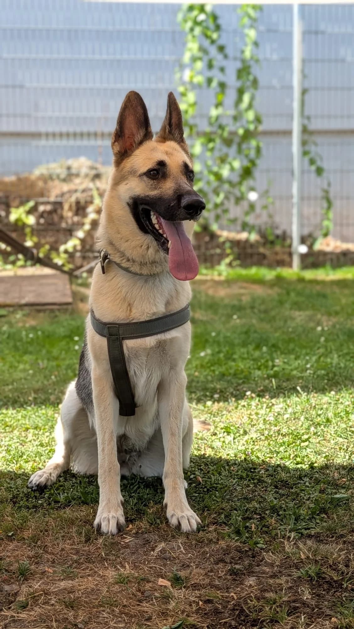 YUMI, female 5yo Mixed Breed for adoption at Tierschutzverein Radolfzell