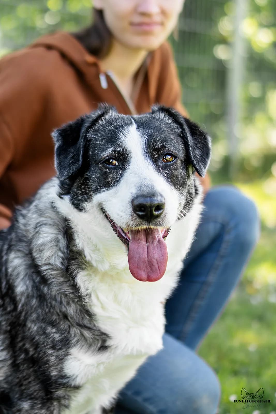 YUMI, female 5yo Mixed Breed for adoption at Tierschutzverein Radolfzell