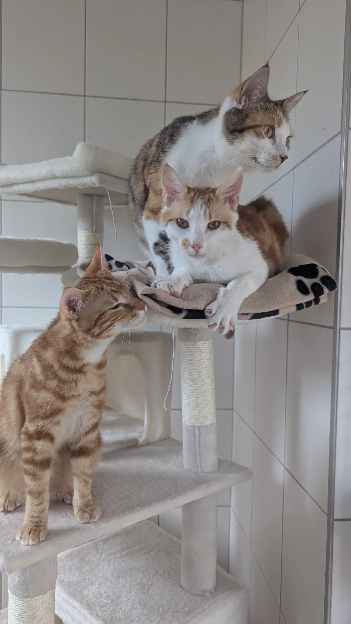 Zora, Duro, Pavel, female European Shorthair for adoption at Tierschutzverein Radolfzell