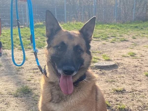 Aaron, male senior Mixed Breed for adoption at Tierschutzverein für den Rhein-Kreis Neuss e.V.