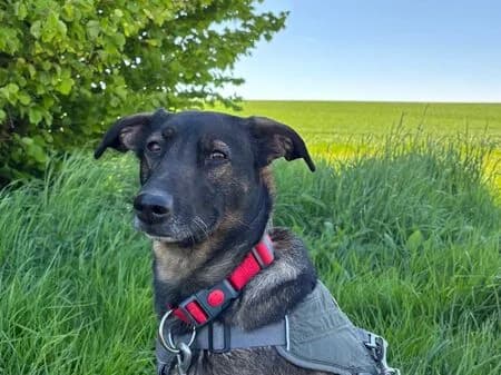 Akiko, dunkelbraun female 6yo Mixed Breed for adoption at Tierschutzverein für den Rhein-Kreis Neuss e.V.