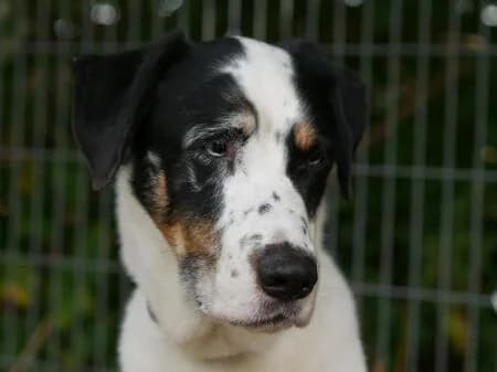 Anton, tricolor male 7yo Mixed Breed for adoption at Tierschutzverein für den Rhein-Kreis Neuss e.V.