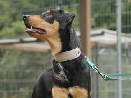 Arthur, male Mixed Breed for adoption at Tierschutzverein für den Rhein-Kreis Neuss e.V.