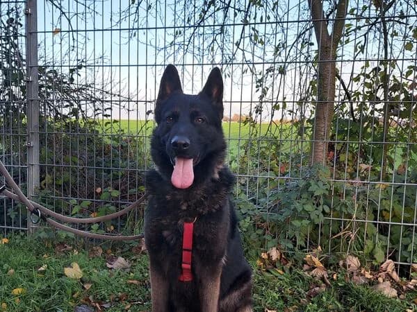 Bob, schwarz male 7yo Mixed Breed for adoption at Tierschutzverein für den Rhein-Kreis Neuss e.V.