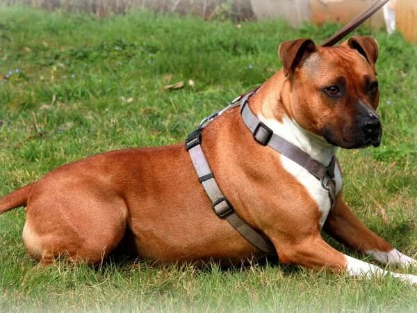 Chicca, braun female Mixed Breed for adoption at Tierschutzverein für den Rhein-Kreis Neuss e.V.