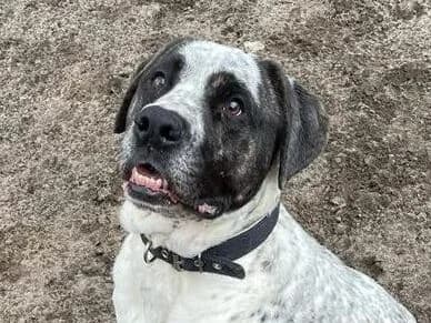 Dodge, male senior Mixed Breed for adoption at Tierschutzverein für den Rhein-Kreis Neuss e.V.