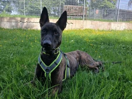 Jax, gestromt male Mixed Breed for adoption at Tierschutzverein für den Rhein-Kreis Neuss e.V.