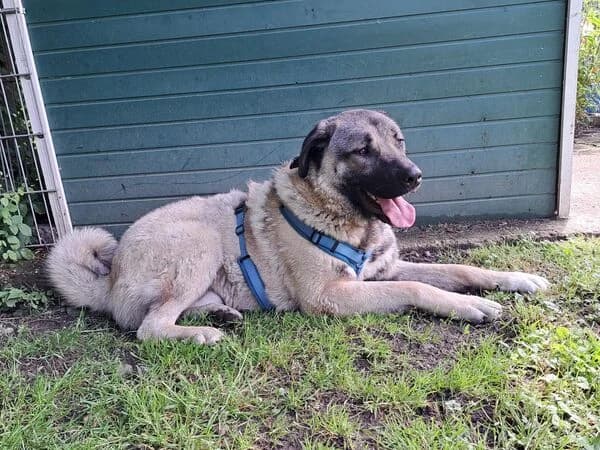 Kaigo, male Mixed Breed for adoption at Tierschutzverein für den Rhein-Kreis Neuss e.V.