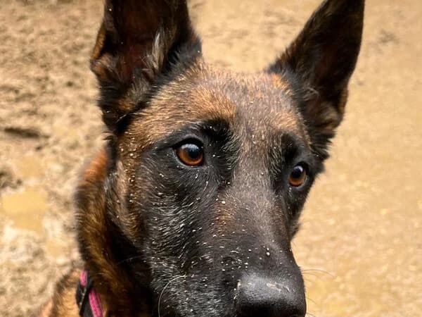 Lou, female Mixed Breed for adoption at Tierschutzverein für den Rhein-Kreis Neuss e.V.