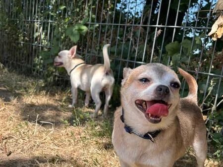 Mini und Winnie, grau male Mixed Breed for adoption at Tierschutzverein für den Rhein-Kreis Neuss e.V.