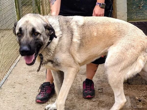 Nura, female 5yo Mixed Breed for adoption at Tierschutzverein für den Rhein-Kreis Neuss e.V.
