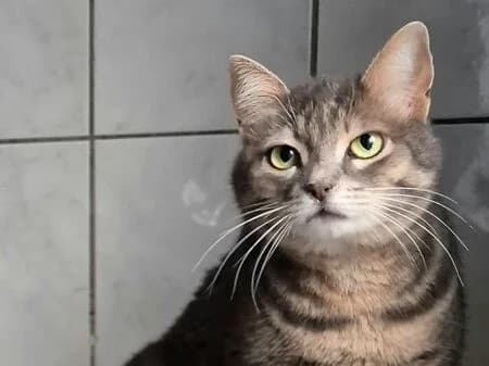 Pummel, female Mixed Breed for adoption at Tierschutzverein für den Rhein-Kreis Neuss e.V.