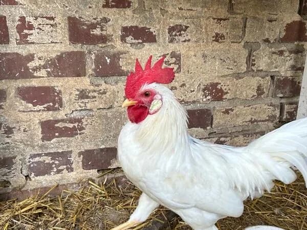 Serama Mixe, male Mixed Breed for adoption at Tierschutzverein für den Rhein-Kreis Neuss e.V.